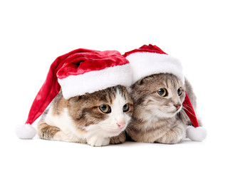 Cute funny cats in Santa hats on white background