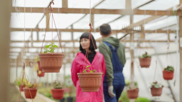 Tracking shot of young Asian female gardener in raincoat and gloves walking in greenhouse and caring for potted flower plant, her male colleague working in background