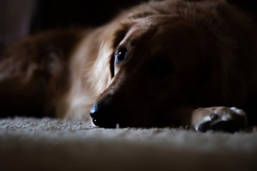 dog lying on floor