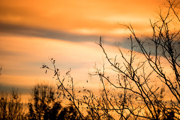 Fototapeta premium sunset tree sillouhette 