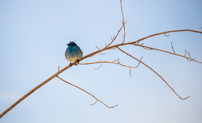bird on a branch