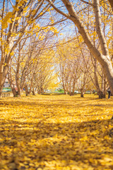 日本の秋「イチョウの黄金世界」