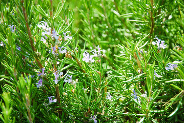 Rosemary (Salvia Rosmarinus or Rosmarinus officinalis  L.) growing in kitchen garden