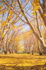 日本の秋「イチョウの黄金世界」