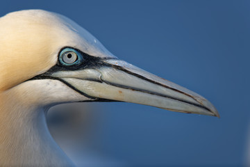 Kopfzeichnung eines Basstölpes auf Helgoland