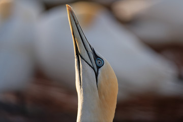 Balzender Basstölpel vor Vogelkolonie auf Helgoland