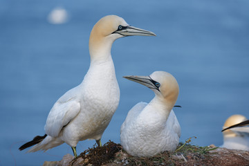 Basstölpel Brutpaar bei Begrüßung am Nest an Felsenklippen von Helgoland