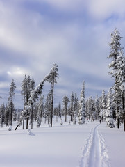 Maintaining An Active Lifestyle During Winter - Cross Country Skiing
