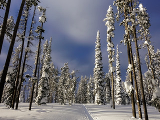 Maintaining An Active Lifestyle During Winter - Cross Country Skiing