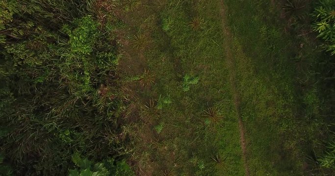 Agricultural Land with Grassy Soil, Men Cutting the Grass, some Dead Trees and Palm Trees Growing in Pando, Bolivia
