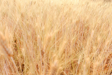 Wheat crop in field on sunny day