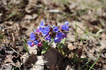 bright blue flowers grow under dry leaves in spring in the Siberian forest