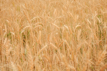 Wheat crop in field on sunny day