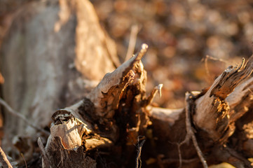 Stump Roots