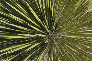 Obraz premium Southwestern Yucca close up.