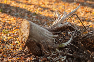 Tree stump