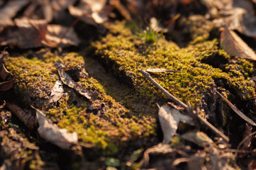 Moss