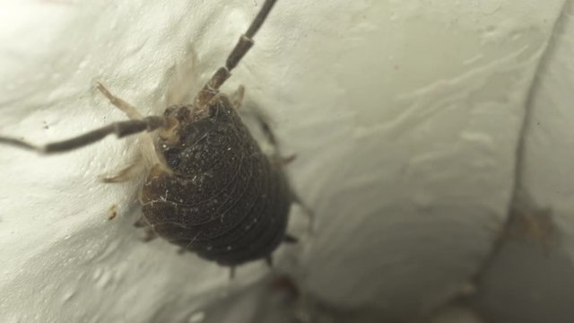 Close up macro shot of woodlouse 
