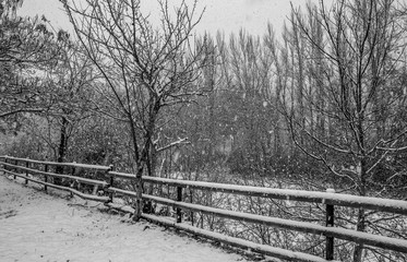Fototapeta premium snowing in the fields and beech forests