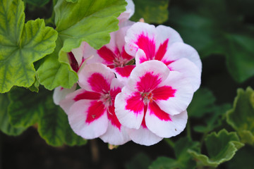 Beautiful Fuchsia and White Geranium