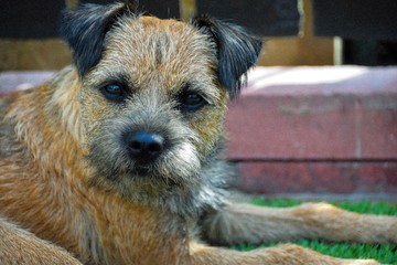 Border Terrier