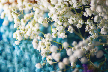 macro photo of white flowers gypsophila on a blue background