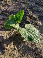 young plants in the garden