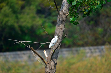 White stork in the natural environment