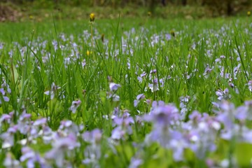 white flowers in grass