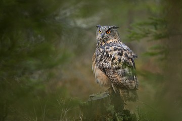 Eurasian eagle-owl (Bubo bubo) in the dark forest , Slovakia