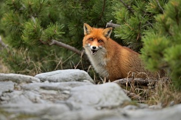 Red fox (vulpes vulpes ) looking for eating in the High tatras Slovakia