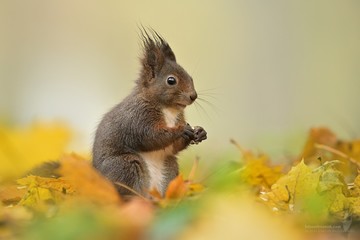 Naklejka na ściany i meble Red squirrel ( sciurus vulgaris) in the autumn forest , foggy morning ,Czech Republic