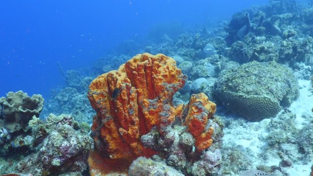 Seascape of coral reef in Caribbean Sea / Curacao with coral and sponge