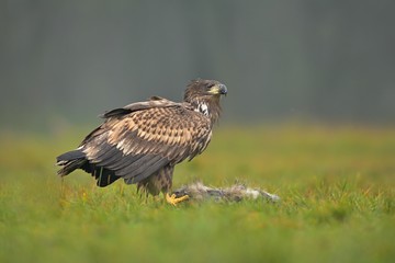 White-tailed eagle (Haliaeetus albicilla) , eating a badger, Poland