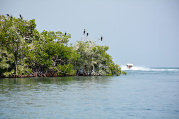 pajaro bigua en isla del caribe