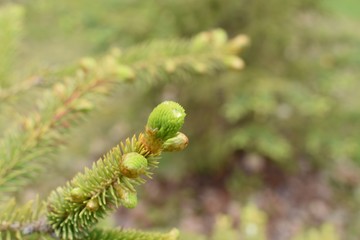 Fototapeta premium Buds on a pine tree branch
