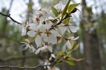 White apple blossoms on a tree In the spring