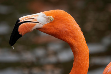Fototapeta premium Florida Flamingo