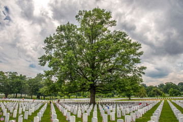An enormous tree seems to stand guard over graves  at Arlington National Cemetery, Arlington, VA,...