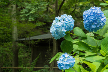 あじさい