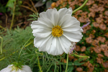 屋外に咲いた白いコスモスの花
