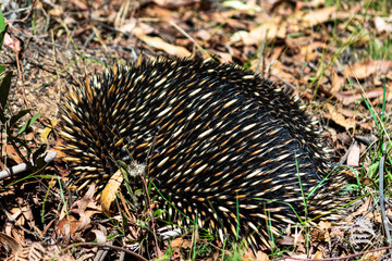 echidna in natural habitat