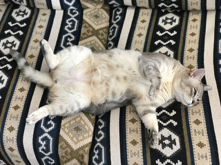 Australian Mist spotted tummy © Atsushi