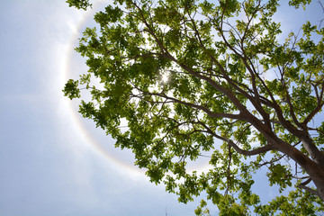 Fototapeta premium vista de arbol y halo solar