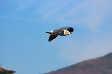 seagull in flight