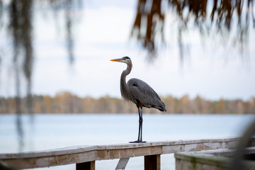 Great blue heron