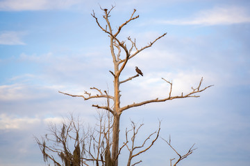 Osprey On Dead Tree 03