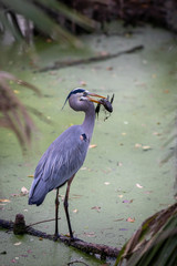 Great blue heron Eating 02