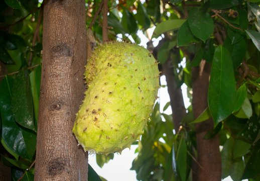 340 Best Guyabano Images Stock Photos Vectors Adobe Stock