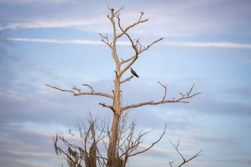 Osprey On Dead Tree 01